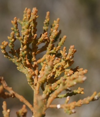 Hagnothesium