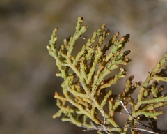 Hagnothesium