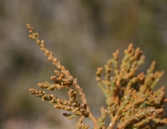 Hagnothesium