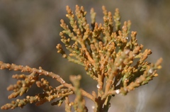 Hagnothesium