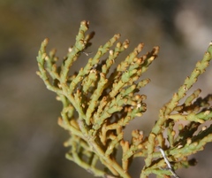 Hagnothesium