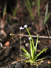 Utricularia hirta