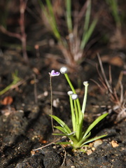 Utricularia hirta