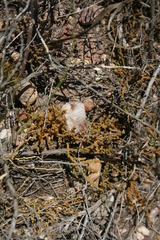 Hagnothesium