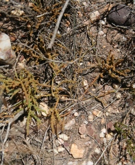 Hagnothesium