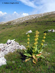 Gentiana lutea lutea