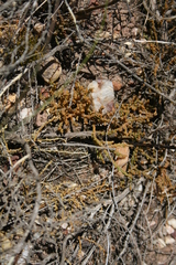 Hagnothesium