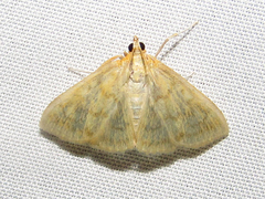 Mecyna submedialis