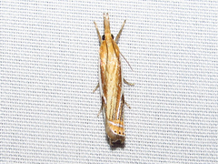 Crambus agitatellus