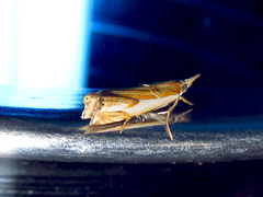 Crambus agitatellus