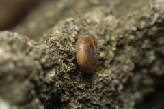 Eopolita protensa