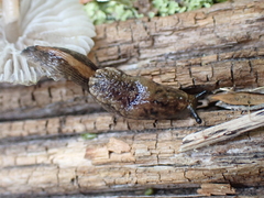 Hemphillia camelus