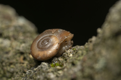 Eopolita protensa