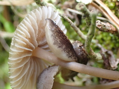 Hemphillia camelus