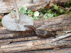 Hemphillia camelus