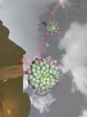 Ludwigia sedoides