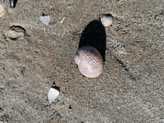 Naticarius stercusmuscarum