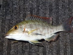 Lethrinus lentjan