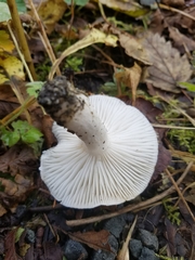 Hygrophorus sitchensis