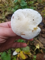 Hygrophorus sitchensis