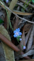 Omphalodes nitida