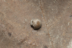 Trochoidea trochoides