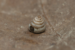 Trochoidea trochoides