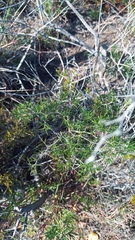 Asparagus lignosus