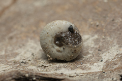 Trochoidea trochoides