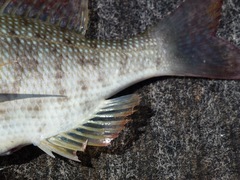 Lethrinus lentjan