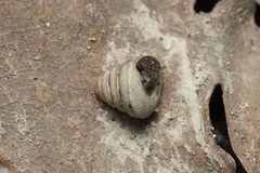 Trochoidea trochoides