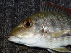 Lethrinus lentjan