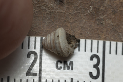 Trochoidea trochoides