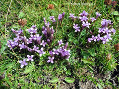Gentianella columnae
