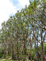 Pandanus utilis image