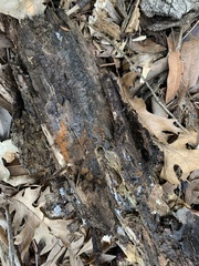 Stigmatella