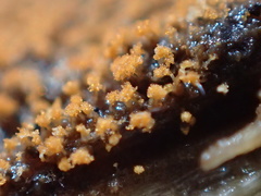 Stigmatella