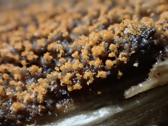 Stigmatella