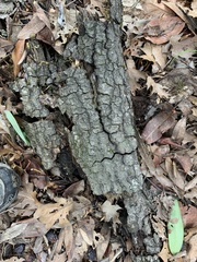 Stigmatella