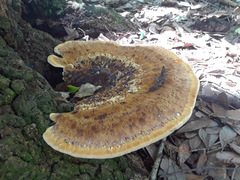 Inocutis ludoviciana