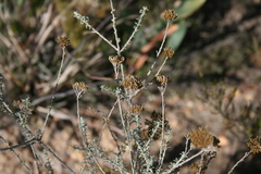 Helichrysum rutilans