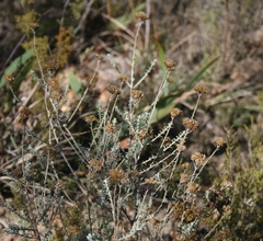 Helichrysum rutilans