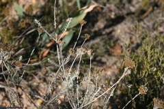 Helichrysum rutilans
