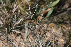Helichrysum rutilans