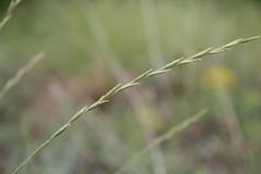 Pseudoroegneria stipifolia