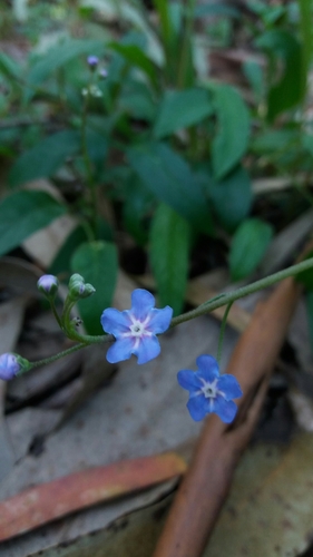 Omphalodes nitida