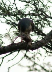 Accipiter minullus