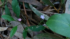 Omphalodes nitida