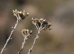 Helichrysum rutilans