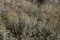 Helichrysum rutilans